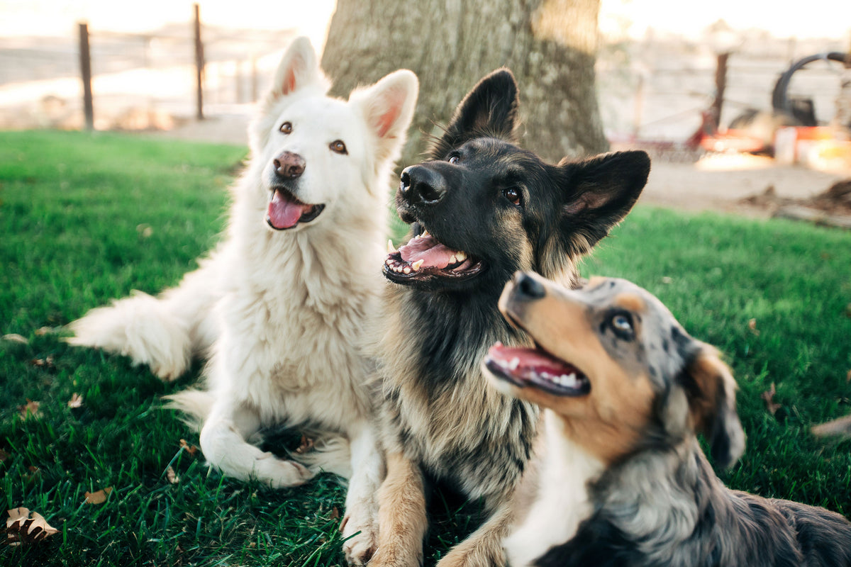 About Ernie Els Pet Products