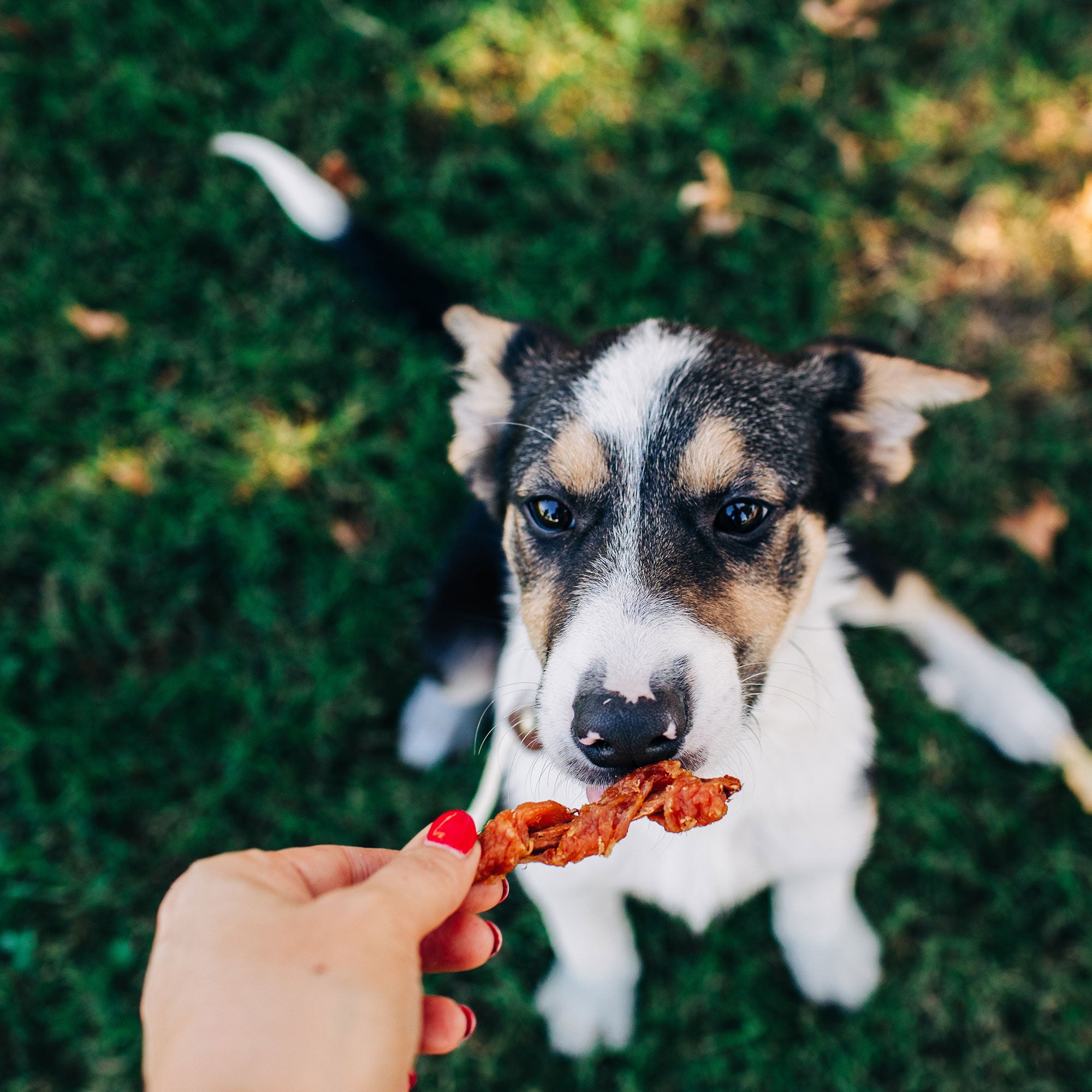 A dog eats a Chicken Wrapped Sweet Potato Recipe dog treat from a woman's hand.
