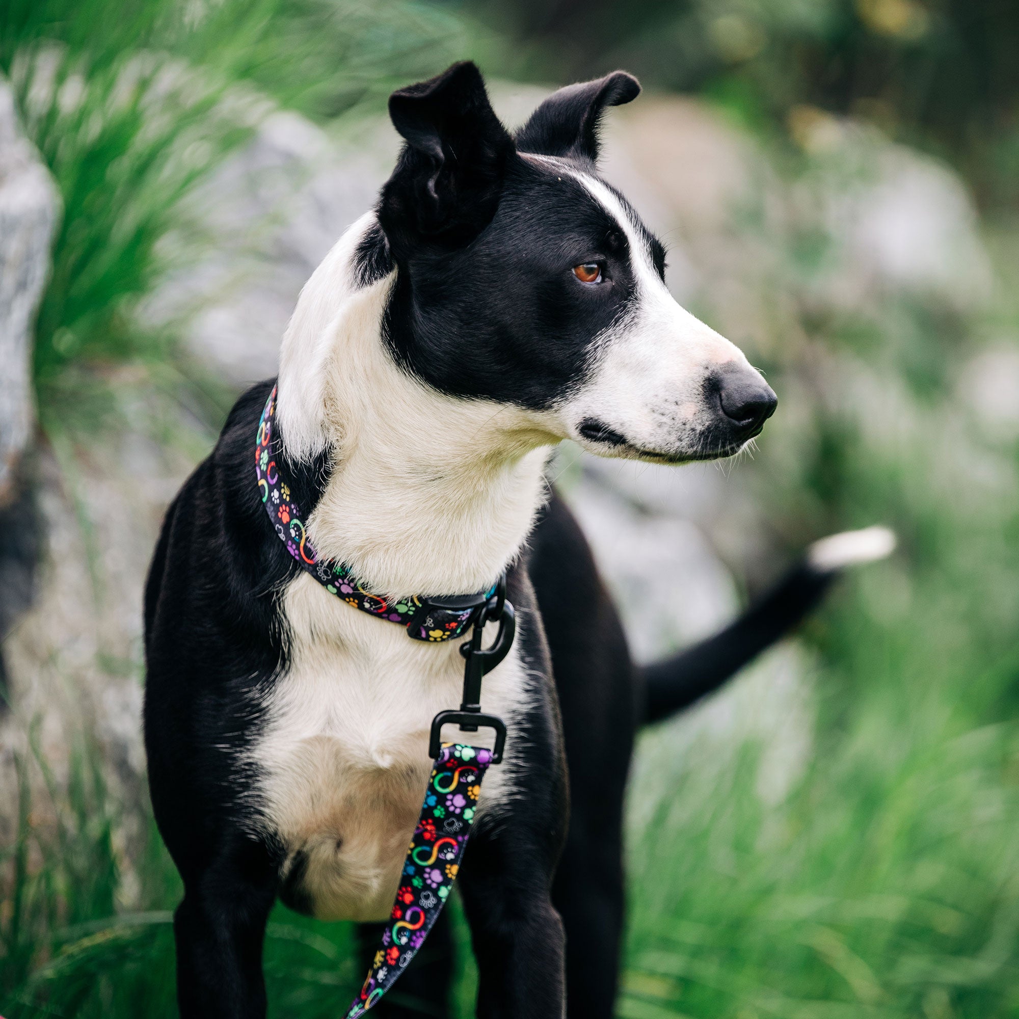 Ernie Els Paws & Infiniti Logo Collar