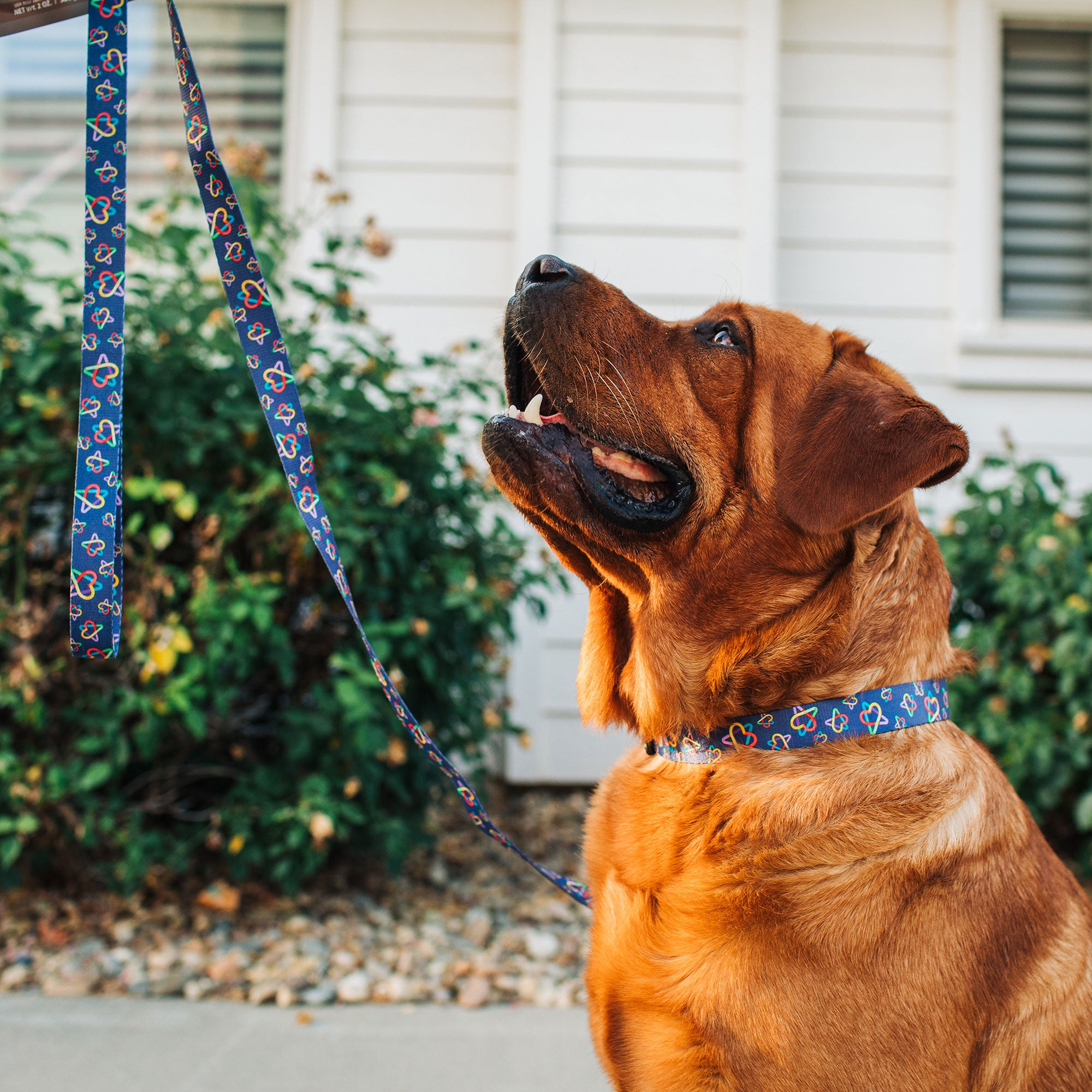 Ernie Els Hearts & Autism Logo Dog Leash 6ft